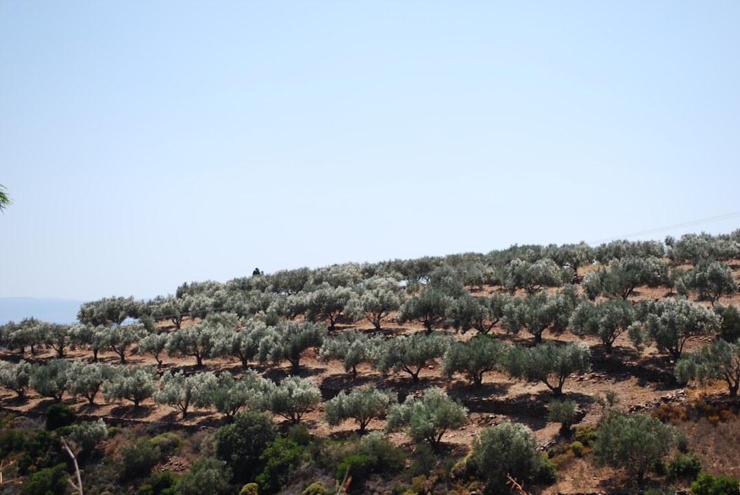 Olivenhain in Griechenland
